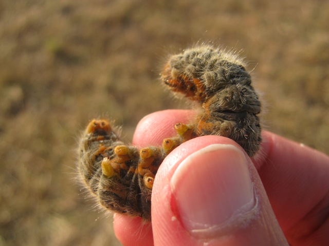 Bruco sul fieno - Lasiocampa (Pachygastria) trifolii